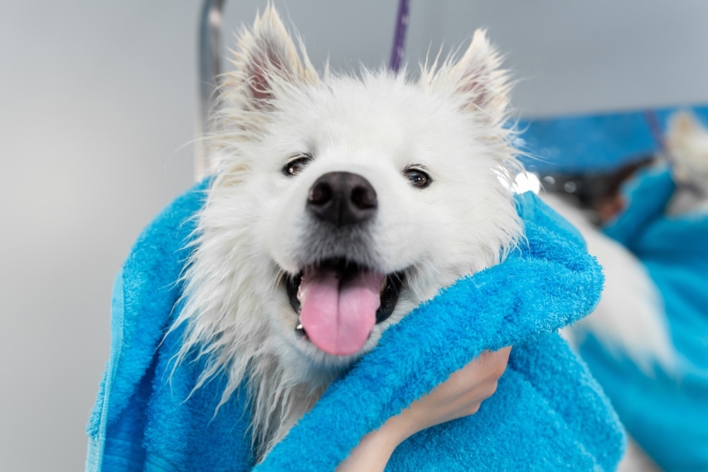 A dog getting expert dog grooming by a professional dog groomer in Brewster, New York.